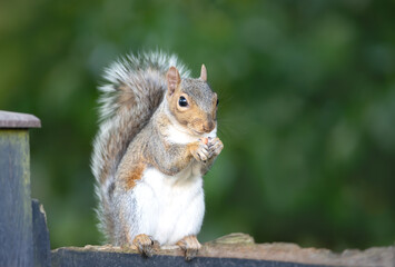 Obraz premium Grey squirrel eating nut on a garden fence