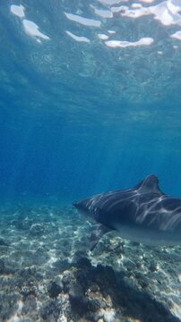 Tiger shark swims underwater in blue ocean, diving with big shark