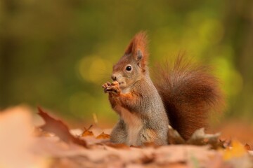 Fototapeta premium Red squirrel Sciurus vulgaris eurasian cute darling forest meadow animal red rusty in nature eyes beautiful loving, tree filbert collect nuts draw village, runs jump fast cubs caress, big ears, Europe
