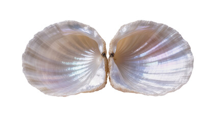 Isolated two open halves of an iridescent clam shell, revealing its beautiful mother of pearl nacre. © Iura