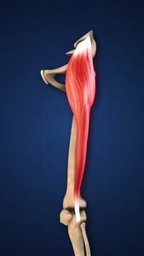 Tensor Fasciae Muscle Lower Limb Anatomy Concept