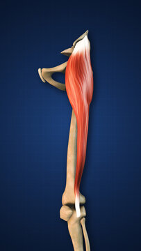 Tensor Fasciae Muscle Lower Limb Anatomy Concept