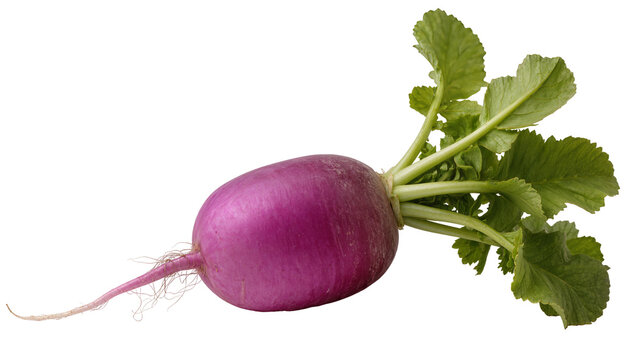 Isolated fresh purple radish vegetable with vibrant green leaves and a delicate taproot