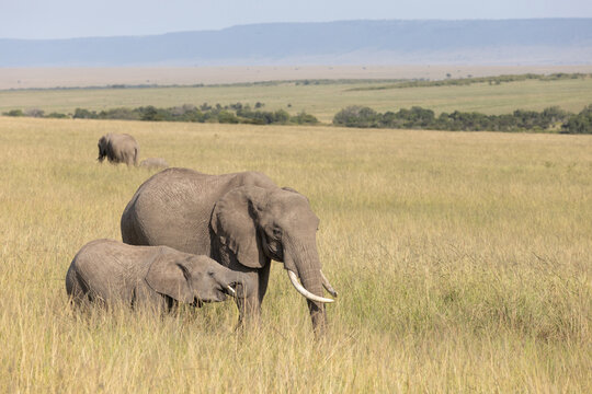 Elephant Calf wth Mother on the Savanna