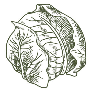 Illustration of a cabbage leaf