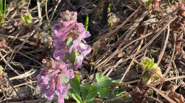 Close-up angle of pink corydalis. Bee on flower center. Background: dry grass, young green shoots, soil. Natural daylight.