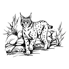 Walking lynx sketch © Vexels