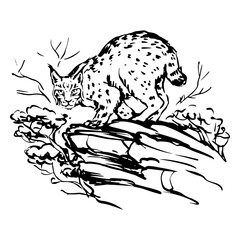 Lynx in a branch sketch © Vexels