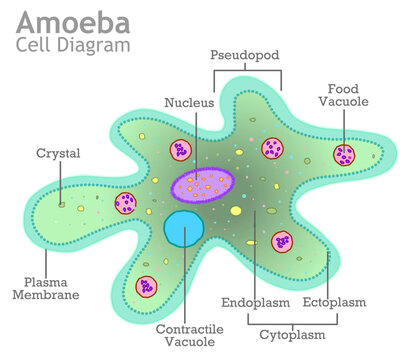 Amoeba anatomy. Unicellular organism, example. green, blue proteus transparent structure, diagram. Endoplasm, cytoplasm, pseudopodia, nucleus, food, contractile, vacuole. Illustration vector