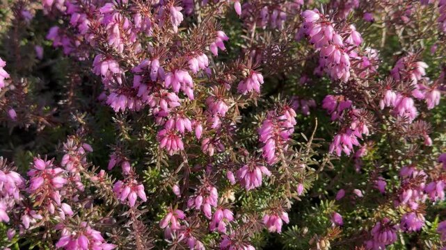 Macro perspective of heather cluster. Focus on individual flowers, background slightly blurred. Natural terrain visible.