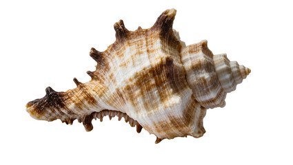 Fototapeta premium Isolated large natural seashell with intricate spiral texture and prominent spines, marine souvenir