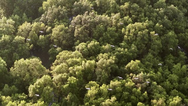Aerial view highlights flock of white egrets flying over mangrove forest with panoramic wetland horizon under tropical sunlight.