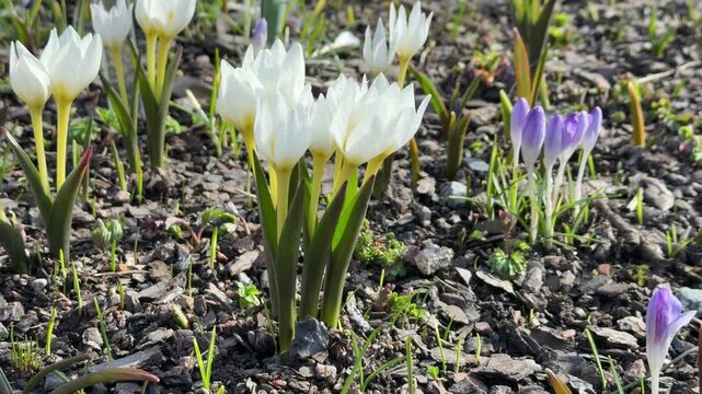 Macro view of dew-covered crocus blooms, focusing on petals and green foliage details.