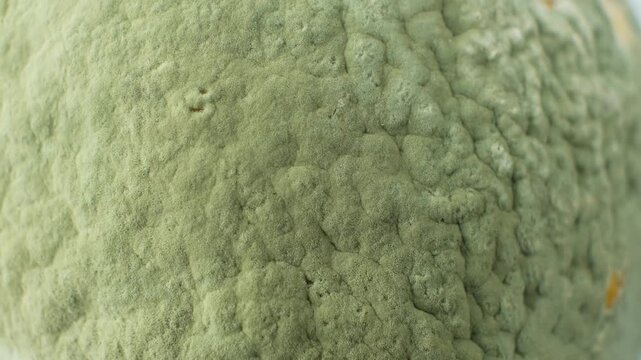 Spoiled fruit texture with fungal mold spores top view macro