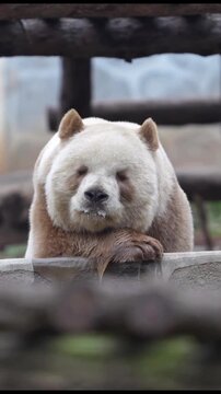 A rare and majestic Qinling panda, distinguished by its unique brown and white fur pattern, rests its head gently on its paws, observing its surroundings with a calm and somewhat pensive expression, s