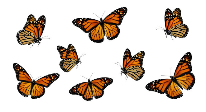 A collection of monarch butterflies displaying vibrant orange and black wing patterns in a natural arrangement