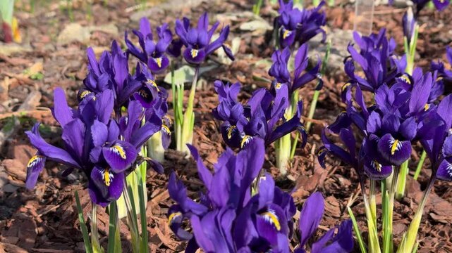 purple irises. Low angle emphasizes flower details. Background: mulch and young green shoots. Natural daylight.
