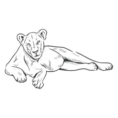 Lion line art female laying © Vexels