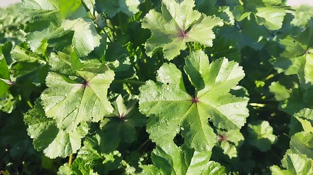A short video of the leaves of the mallow (Malva neglecta) fluttering in the wind in bright sunlight.