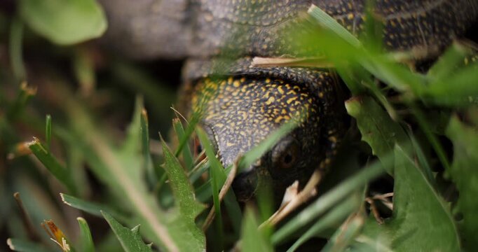 Turtle head resting in grass close up