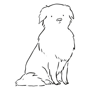 Cute dog with an expectant look