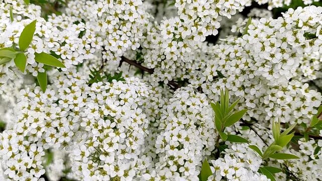 Blooming spiraea. An ornamental shrub with white flowers. The summer season. The flowering period.