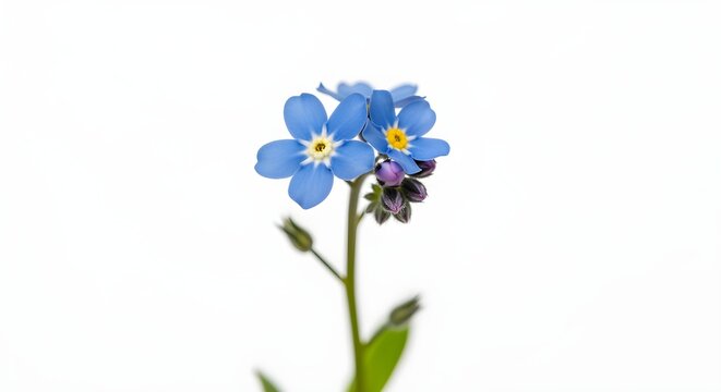 A simple forget-me-not flower, the symbol for missing children, isolated on white.