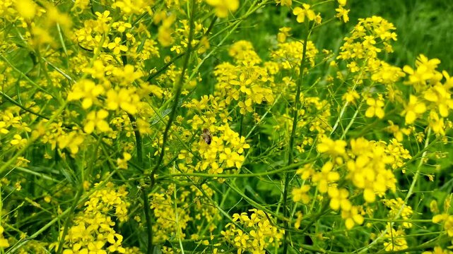 A wild bee collects nectar. Honey insect on rapeseed flowers. It's time for flowering. Wildlife in summer.