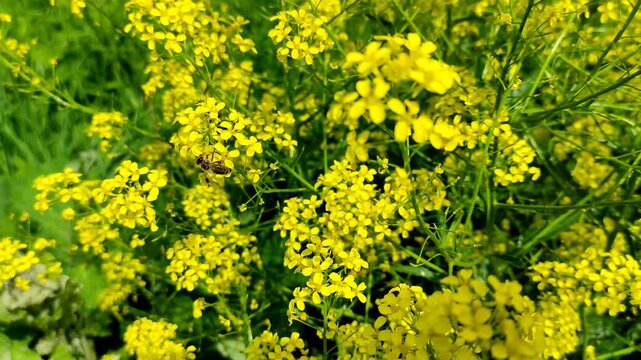 A wild bee collects nectar. Honey insect on rapeseed flowers. It's time for flowering. Wildlife in summer.