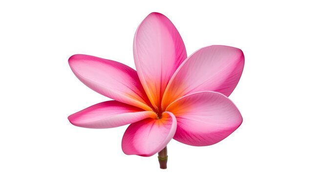 Aperfect pink plumeria flower, isolated on a bright white background.