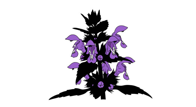Purple Dead-Nettle Illustration Isolated on White Background