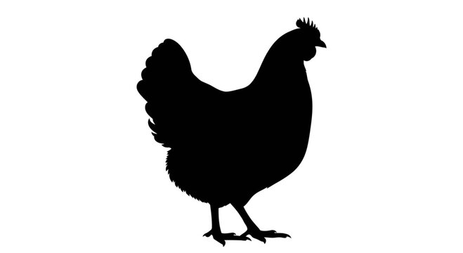 Black Chicken Silhouette Isolated on White Background