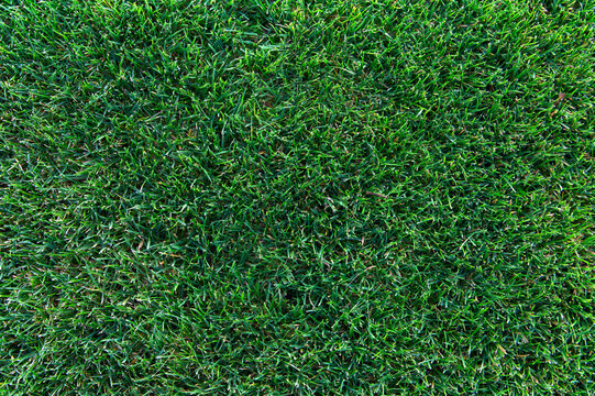 Top view of field of fresh green grass. Evenly lit top view of a summer lawn, capturing the depth and healthy growth of natural grass in bright daylight.