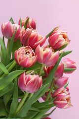Obraz premium Bouquet of pink tulip flowers isolated on pink background. Closeup