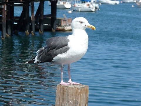 A seagull on a wooden dock in Monterey, California.