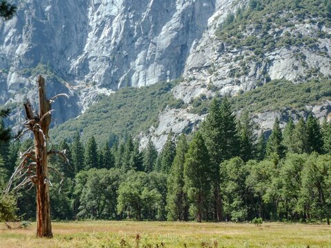 Beautiful natural landscape with grass, rocks, and evergreen trees.
