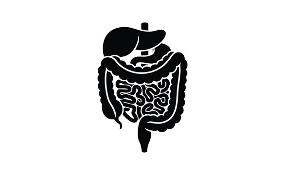 A detailed illustration of the human digestive system and internal organs