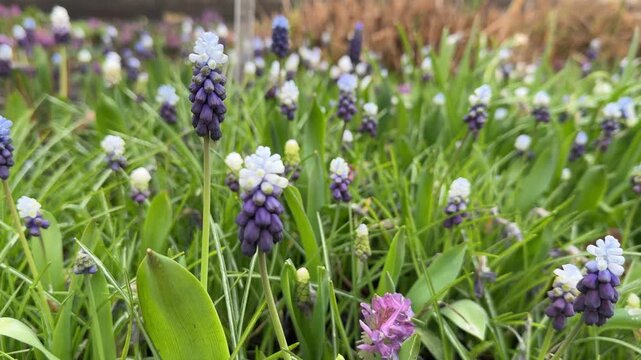 grape hyacinth clusters, focusing on vibrant blue blooms and surrounding greenery.
