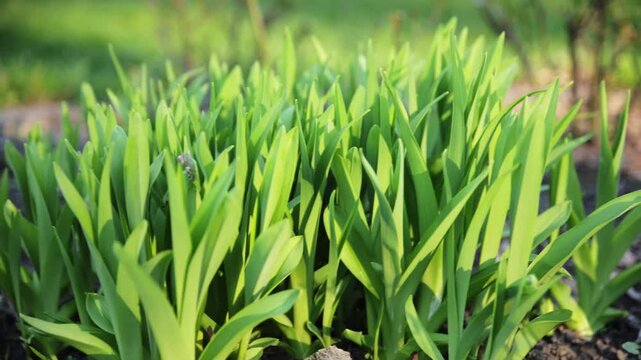 Close-up of Fresh Green Spring Leaves Sprouting in the Garden