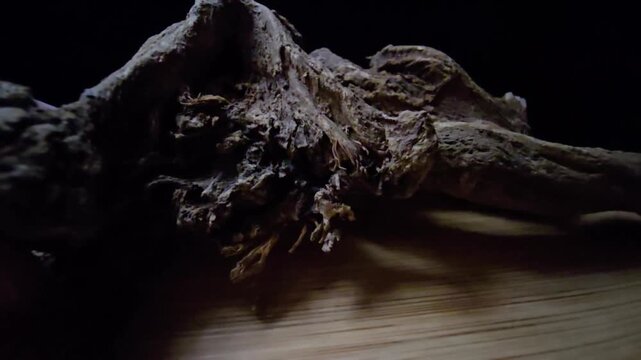 Macro shot of raw Indian Costus roots (Saussurea costus) on a wooden surface. High-quality footage showcasing the natural, dried woody texture of this ancient medicinal herb.