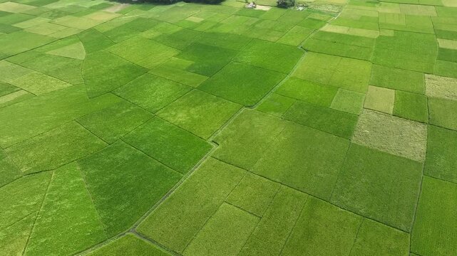 Aerial landscape of agricultural green fields forming natural patterns