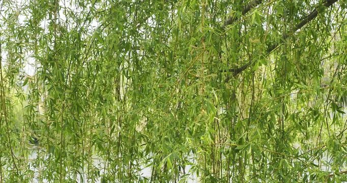 White willow (Salix alba). Long, drooping, yellowish stems covered with lanceolate green leaves and yellowish catkins that sway gently in the wind
