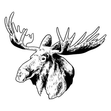 Illustration of a moose head in black and white