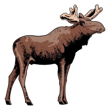 Brown moose standing