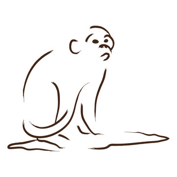 Brown monkey sitting on the ground