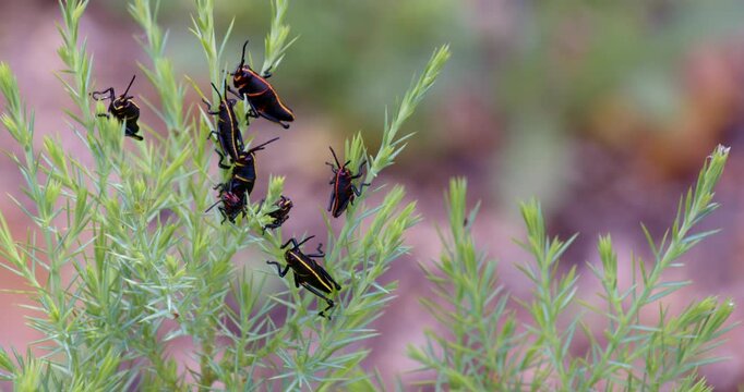 Group of eastern Lubber Grasshopper nymphs resting in a small pine tree..  Garden pests.  Crop destroyers.