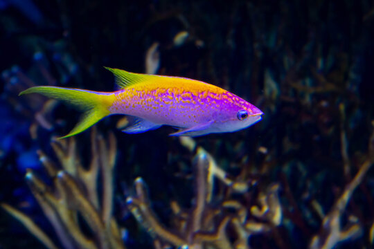 Poisson tropical color&eacute; rose et jaune en aquarium r&eacute;cifal, faune marine exotique.