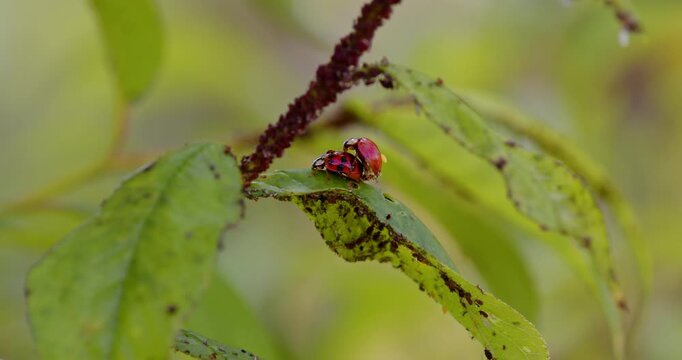 Ladybug beetles mating amid infestation of aphids on fruit tree.