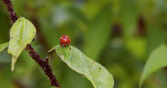 Ladybugs on a fruit tree leaf infested with aphids.