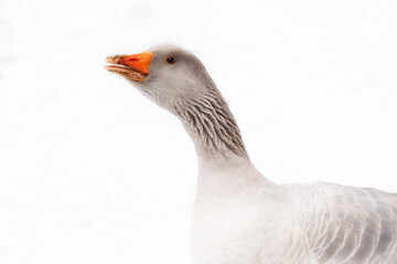 Gänse im Schnee © motivjaegerin1